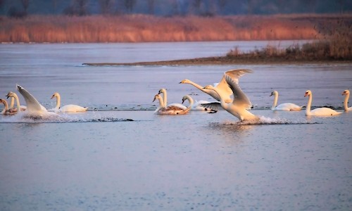 Sensible Wintergäste - Wasservögel im Winter
