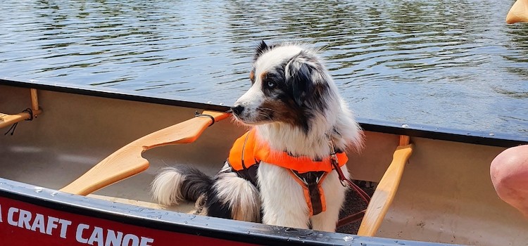 Unterwegs mit Hund im Kanu oder auf dem SUP 